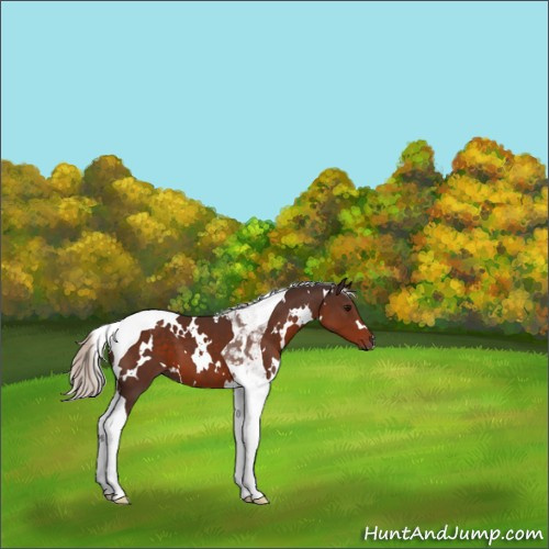 Horse Color:White Spotted Silver Brown Tobiano 