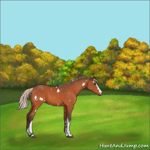 Horse Color:White Spotted Silver Brown 