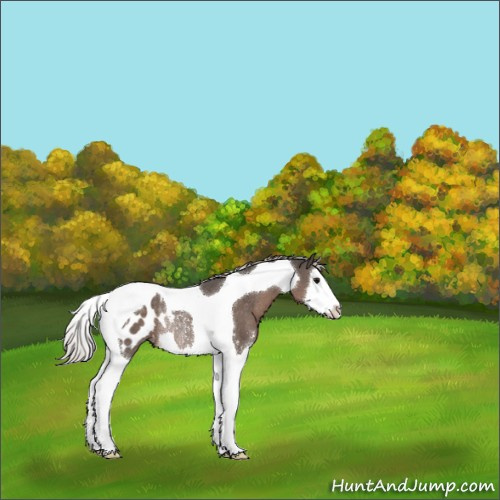Horse Color:Silver Black Sabino Splash Tobiano Appaloosa Rabicano 
