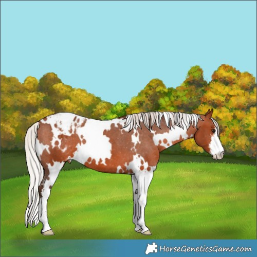 Horse Color:White Spotted Silver Brown Appaloosa 