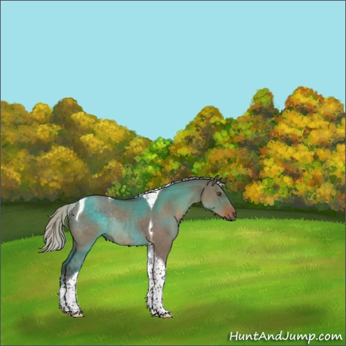 Horse Color:Silver Grullo Tobiano Rabicano 