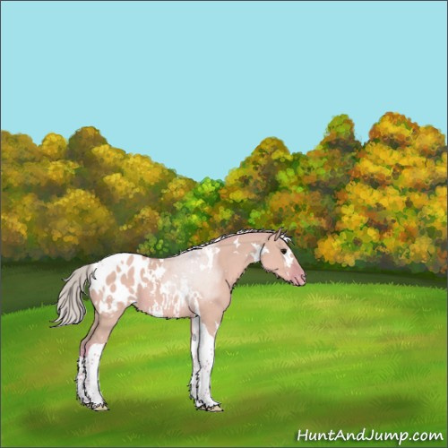 Horse Color:Watercolor White Spotted Silver Grullo Tobiano Appaloosa 