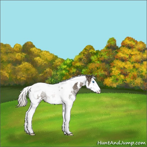Horse Color:White Spotted Silver Grullo Ice Pearl Splash Tobiano Rabicano 