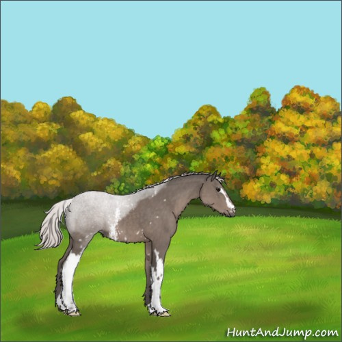 Horse Color:White Spotted Silver Black 