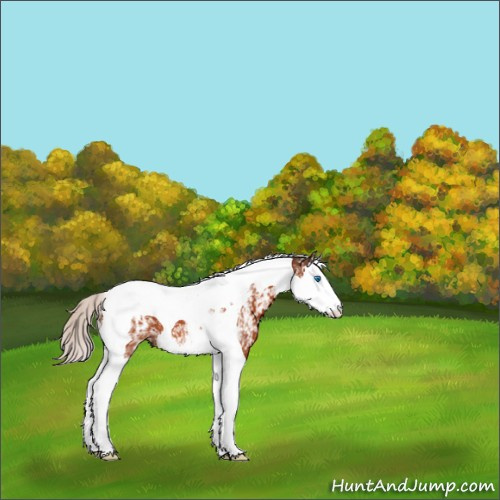Horse Color:White Spotted Silver Brown Splash Tobiano 