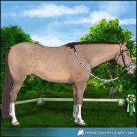 Horse Color:Amber Champagne 