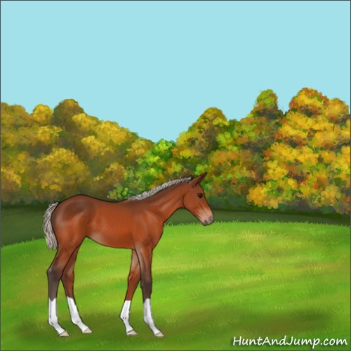 Horse Color:Silver Bay 