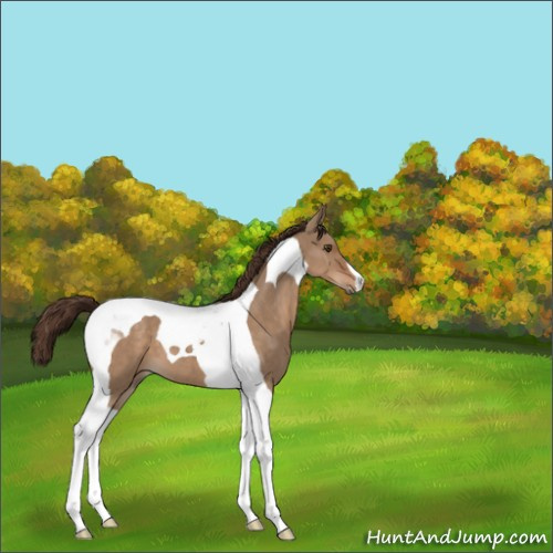 Horse Color:Liver Red Dun Tobiano 