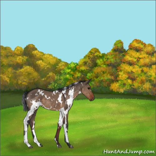 Horse Color:White Spotted Brown Dun 