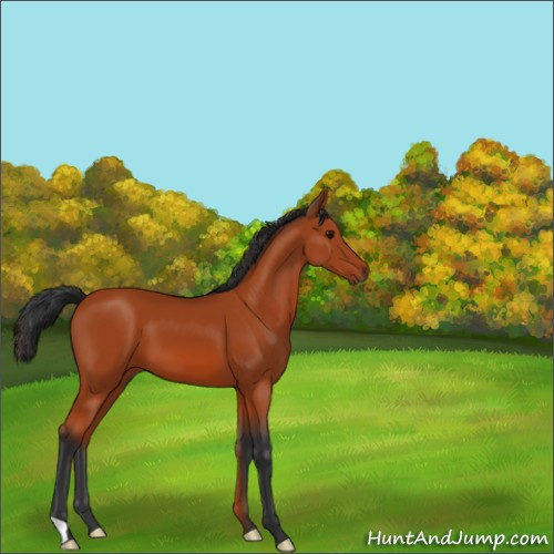 Horse Color:Bay 