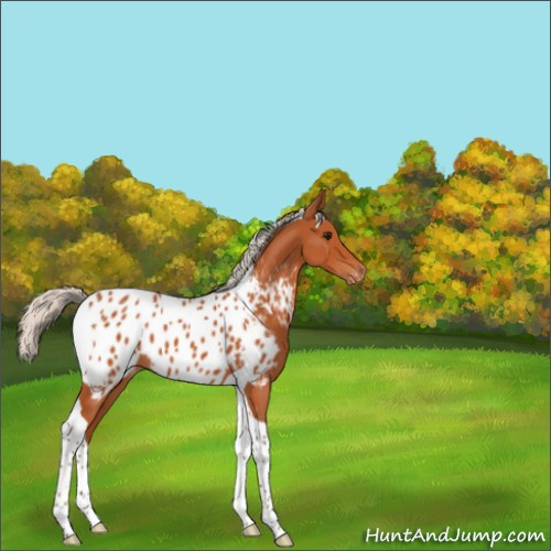 Horse Color:Silver Bay Tobiano Appaloosa 