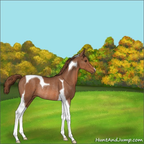 Horse Color:Chestnut Tobiano Rabicano 