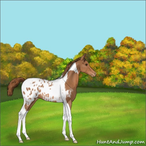 Horse Color:Chestnut Tobiano Appaloosa 