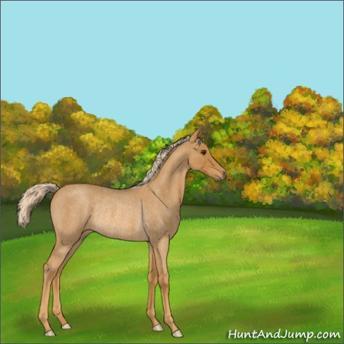 Horse Color:Palomino Roan Rabicano 