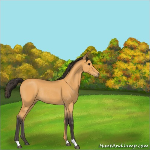 Horse Color:Buckskin Roan Rabicano 