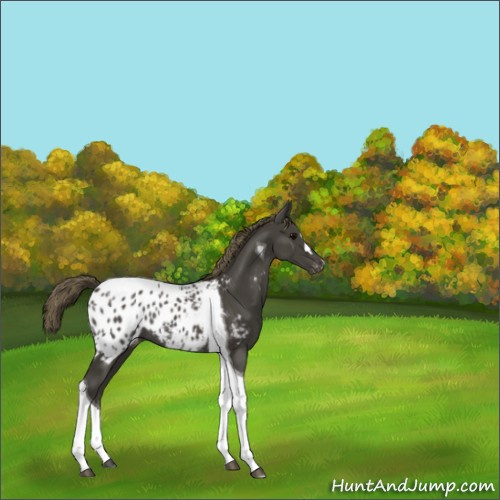 Horse Color:Smoky Black Tobiano Appaloosa Rabicano 