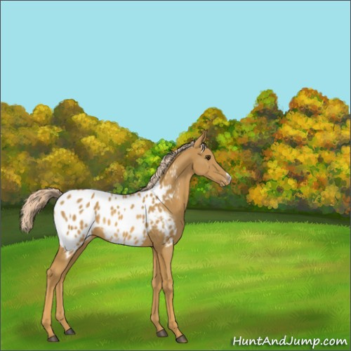 Horse Color:Palomino Appaloosa Rabicano 