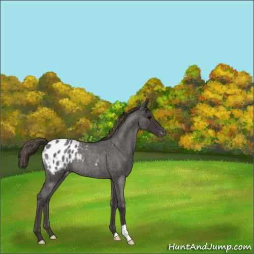 Horse Color:Smoky Blue Roan Appaloosa Rabicano 