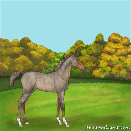 Horse Color:Chocolate Palomino Roan Rabicano 