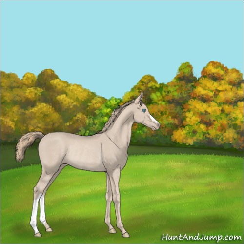 Horse Color:Smoky Creme Rabicano 