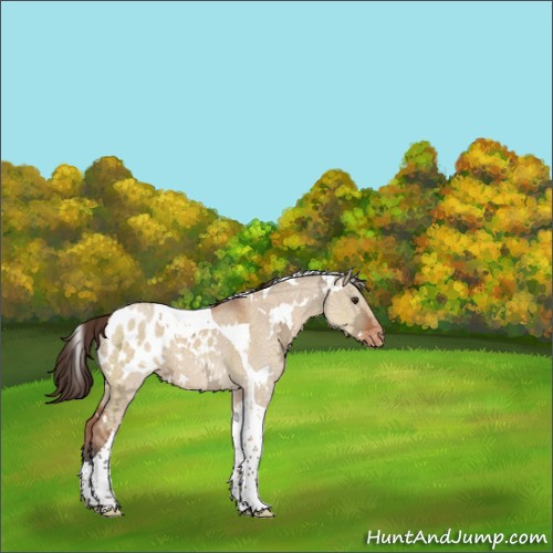 Horse Color:White Spotted Bay Ice Dun Tobiano Blanket 