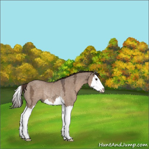 Horse Color:Liver Red Dun Ice Splash Rabicano 