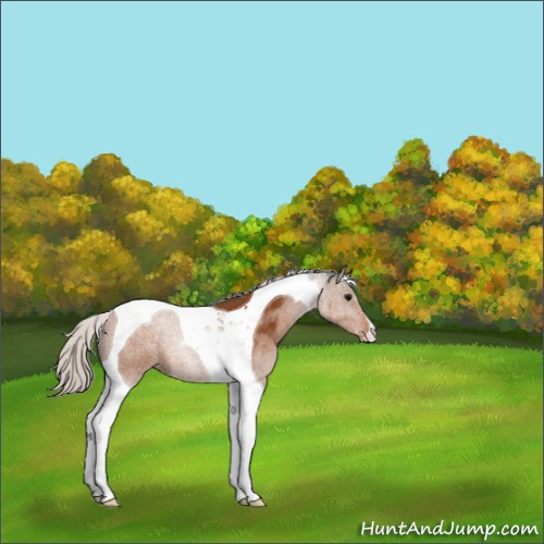 Horse Color:Silver Buckskin Tobiano 