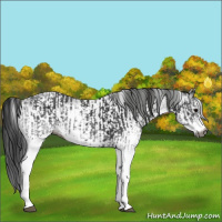 Horse Color:Gray White Spotted Black  and Gray White Spotted Black 