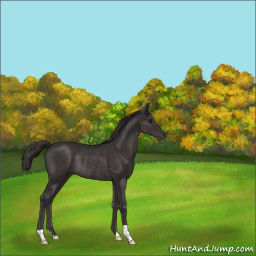 Horse Color:Smoky Black Rabicano 