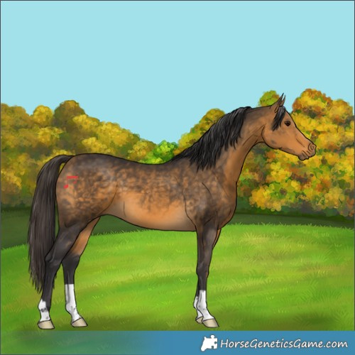 Horse Color:Buckskin 