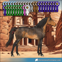 Horse Color:Buckskin 