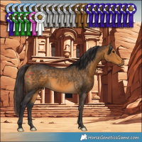 Horse Color:Buckskin 