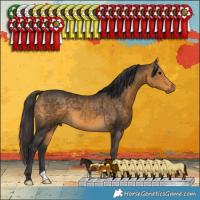 Horse Color:Buckskin 