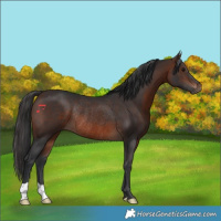 Horse Color:Brown Rabicano 