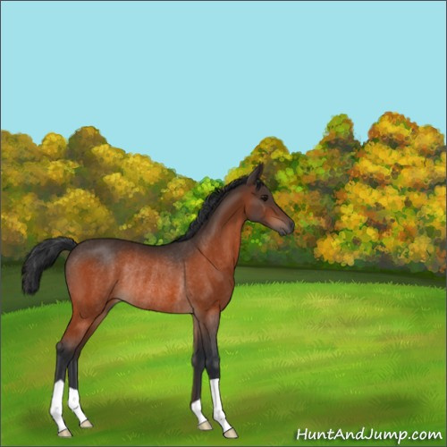 Horse Color:Bay Rabicano 