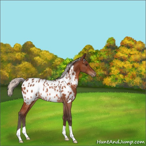 Horse Color:Silver Brown Appaloosa Rabicano 
