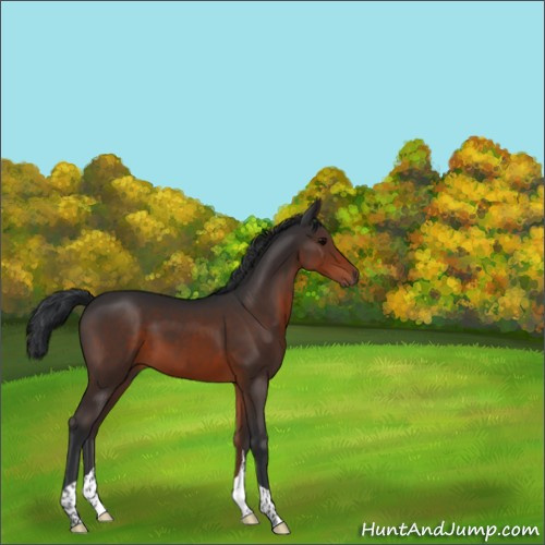 Horse Color:Brown Tobiano 
