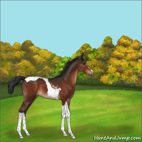 Horse Color:Brown Sabino Tobiano 