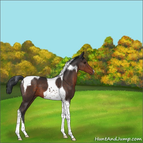 Horse Color:Brown Tobiano 