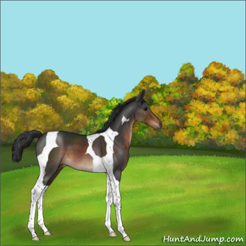 Horse Color:Brown Tobiano 