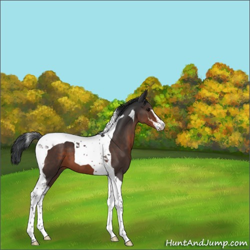 Horse Color:Brown Sabino Tobiano 