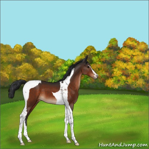 Horse Color:Brown Sabino Tobiano 
