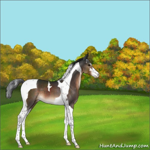 Horse Color:Brown Sabino Tobiano 