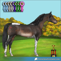 Horse Color:Brown Tobiano