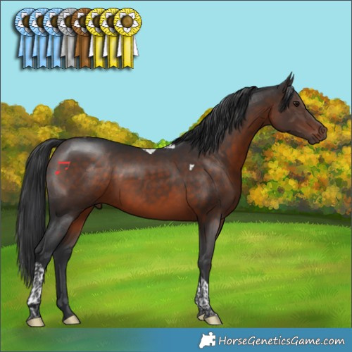 Horse Color:Brown Tobiano 