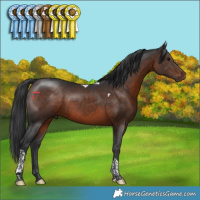 Horse Color:Brown Tobiano 