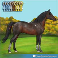 Horse Color:Brown Tobiano 