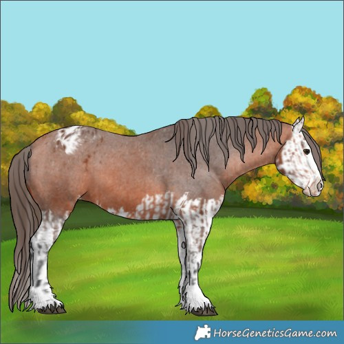 Horse Color:Bay Appaloosa  and Bay Splash Appaloosa 