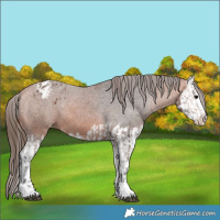 Horse Color:Bay Appaloosa  and Bay Splash Appaloosa 