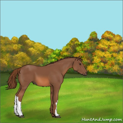 Horse Color:Chestnut 